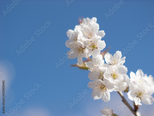 In the park, various flowers are in full bloom in the spring, and bees are flitting about.