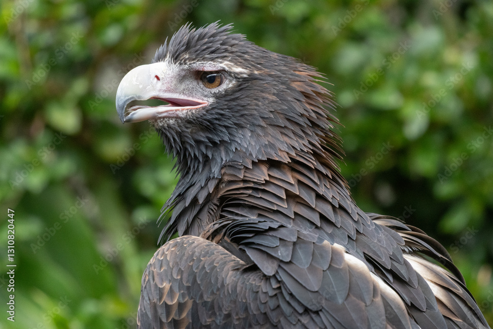 Fototapeta premium Wedge-tailed Eagle