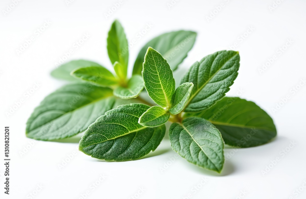 Green sage branch with fresh vivid leaves on white background. Salvia officinalis is aromatic herb for tea. Ingredient for healthy nutrition, alternative medicine, culinary spice and flavoring. Green sage branch with fresh vivid leaves on white background. Salvia officinalis is aromatic herb for tea. Ingredient for healthy nutrition, alternative medicine, culinary spice and flavoring.