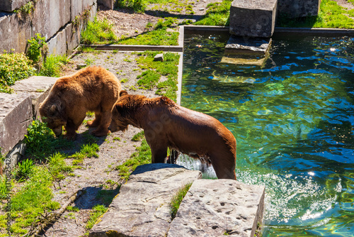 Bears in Bear Pit in Bern, Switzerland. Bear is a symbol of Bern city