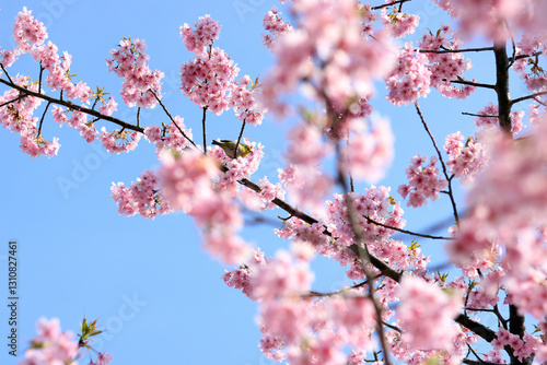 春の桜の花と木の枝にとまるめじろ