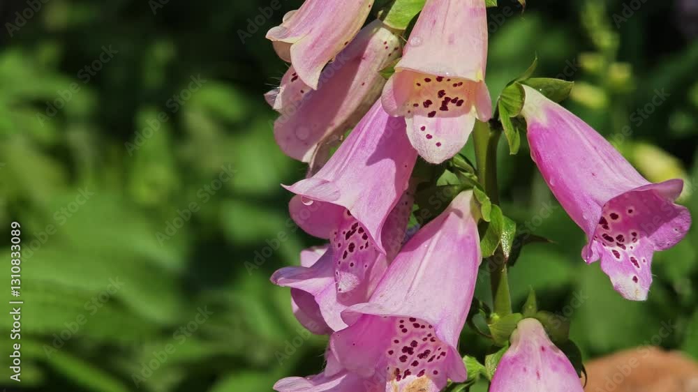 Digitalis purpurea flowers blooming in garden