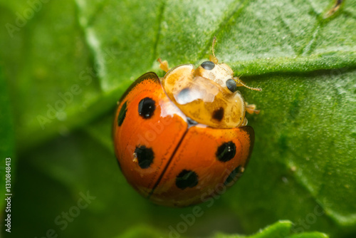 Macro of bug insect (Ladybug) on leaf in nature photo