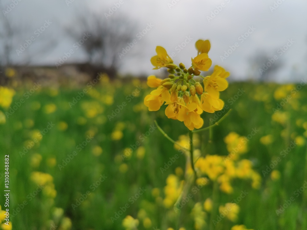 Obraz premium Rapeseed, Brassica or oilseed rape yellow flowers in a field
