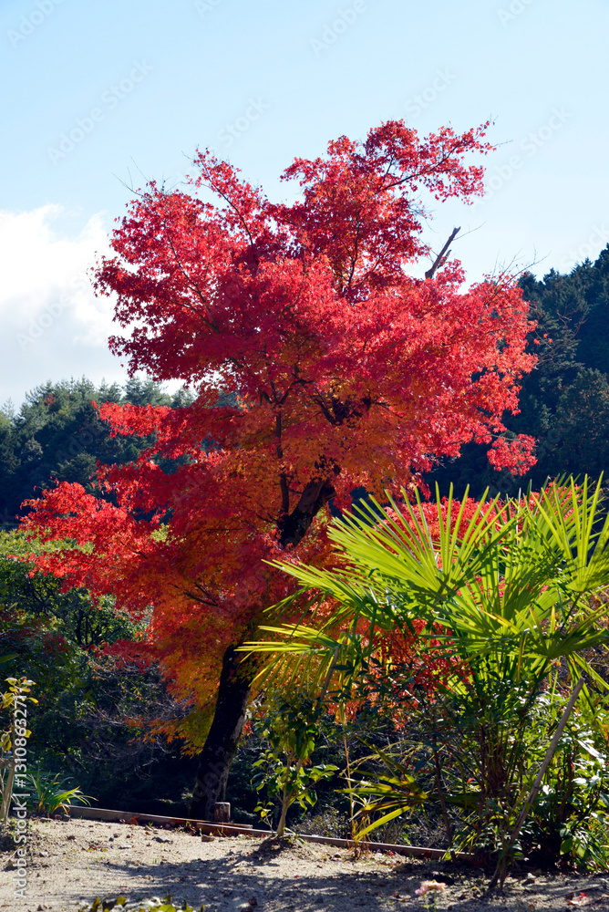 Fototapeta premium 秋の善峯寺 境内の紅葉 京都市西京区
