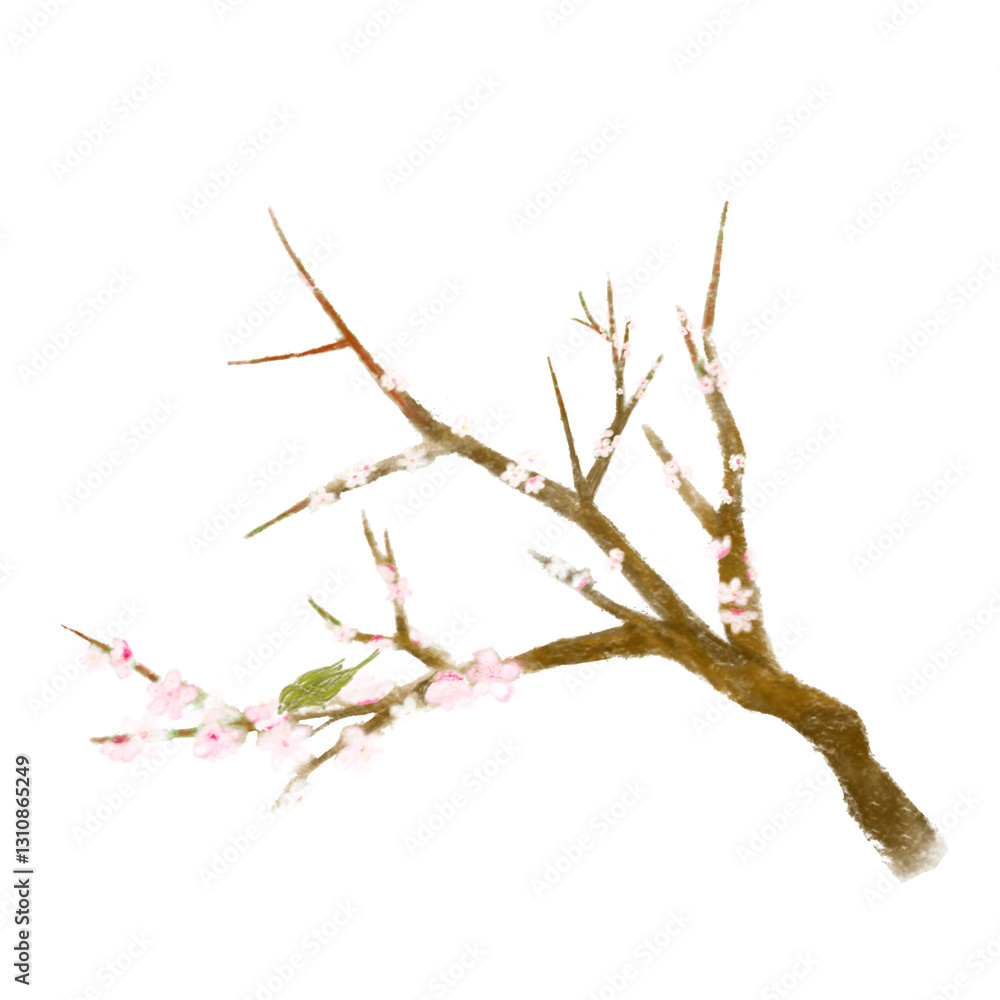 Fototapeta premium 梅の花と鶯のおしゃれリアルな手書きイラスト