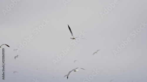 Wallpaper Mural Flock of seagulls flying in super slow motion, nature reserve near Middelburg, Zeeland, super slow motion Torontodigital.ca