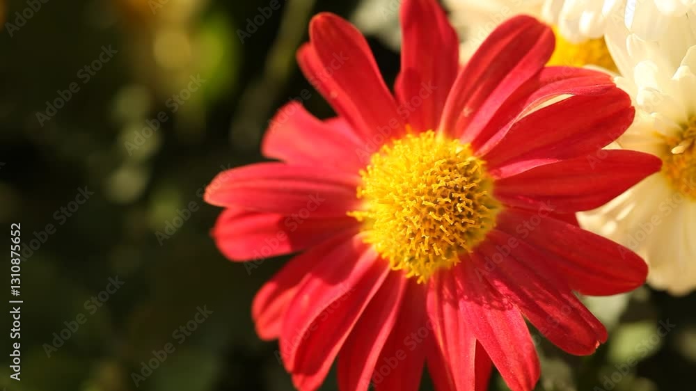 red daisy flower in garden, close up shot red daisy flower in garden, close up shot
