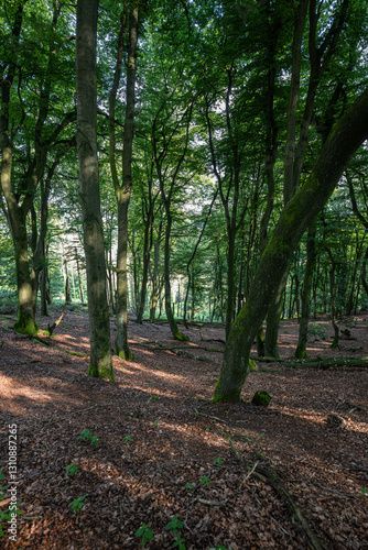 Mix Beech Forest in Bielefeld, Germany