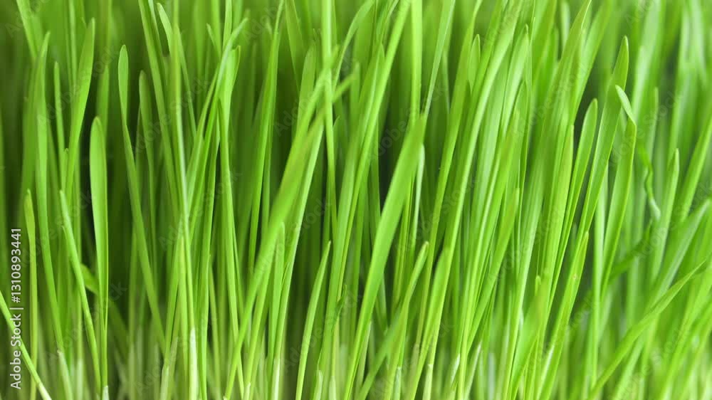 Close up of green grass with a mood of freshness and vitality. The grass is lush and vibrant, giving off a sense of health and well-being Close up of green grass with a mood of freshness and vitality. The grass is lush and vibrant, giving off a sense of health and well-being