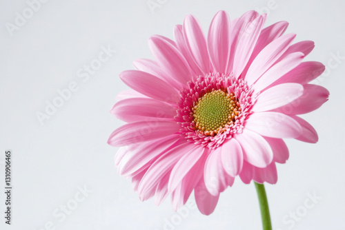 Pink flower on a white background