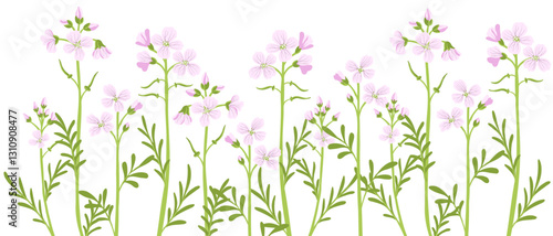 cuckoo flower, lady's smock, mayflower, milkmaids, Cardamine pratensis, vector drawing wild plants at white background, floral element, hand drawn botanical illustration