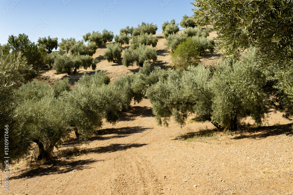 Fototapeta premium Serene Olive Grove Under Clear Blue Sky Landscape