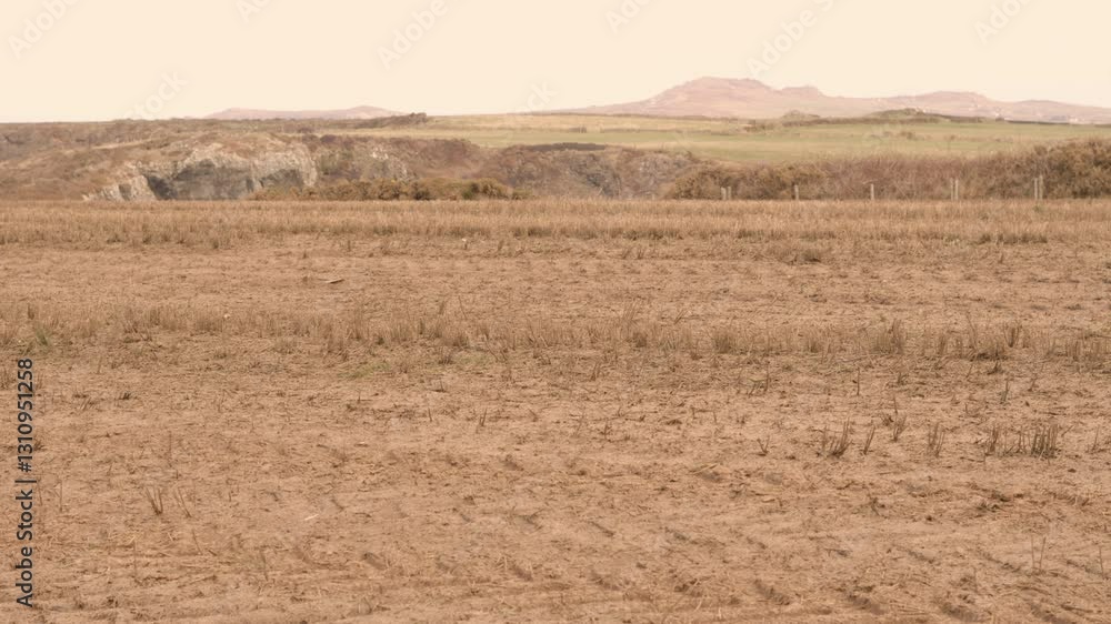 Pan Across Field of Dead Crops on Rural Agricultural Farmland with Dry Ground Soil Along Rocky Coastline. Effect of No Rain on Landscape Due to Climate Change and Global Warming Weather Shifts. Pan Across Field of Dead Crops on Rural Agricultural Farmland with Dry Ground Soil Along Rocky Coastline. Effect of No Rain on Landscape Due to Climate Change and Global Warming Weather Shifts.