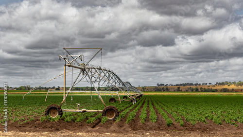 A sprinkler system on a farm with a crop of Beans growing, in Warwick, Southern Downs, Queensland, Australia.