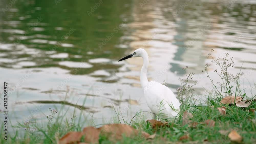 Little white egret stands on green grass coast of the lake in park Little white egret stands on green grass coast of the lake in park