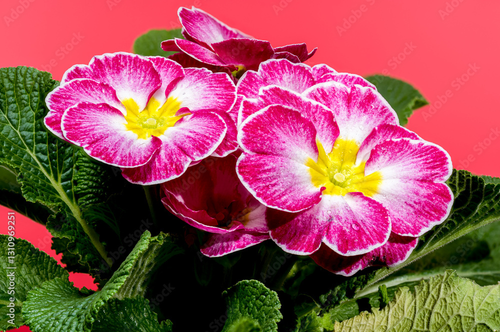 Pink Primula Flowers on pink background