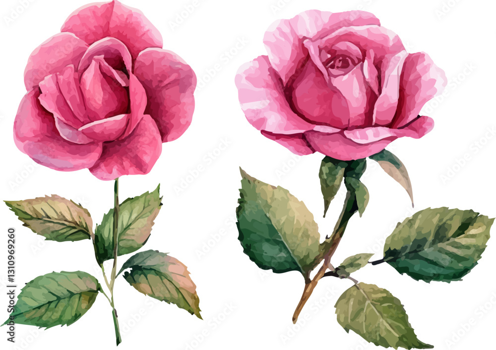 Fototapeta premium pink rose on white background