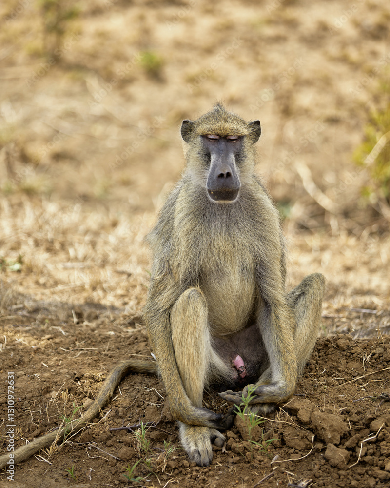 Obraz premium baboon