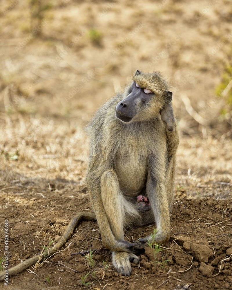 Obraz premium baboon