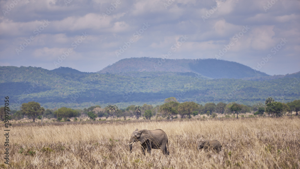 Fototapeta premium elephant