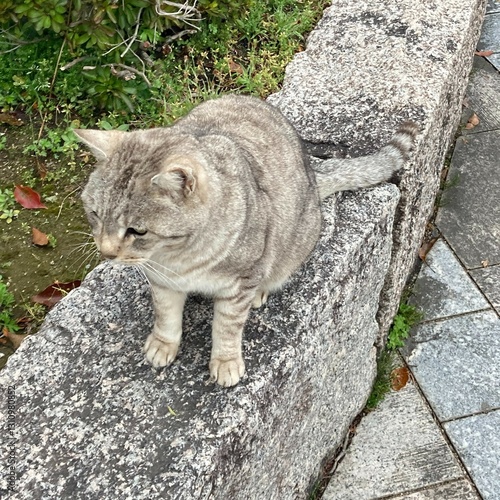 A cat's day in the park photo