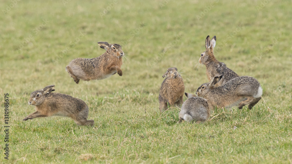 Fototapeta premium A boxing match between two hares and chasing each other.