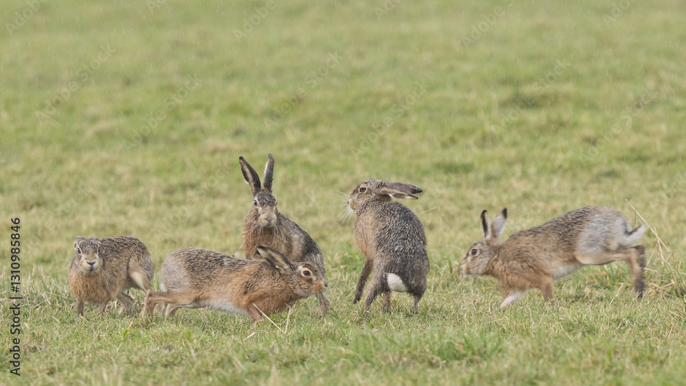A boxing match between two hares and chasing each other. A boxing match between two hares and chasing each other.
