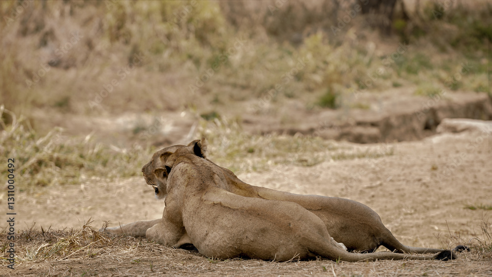 Naklejka premium lion