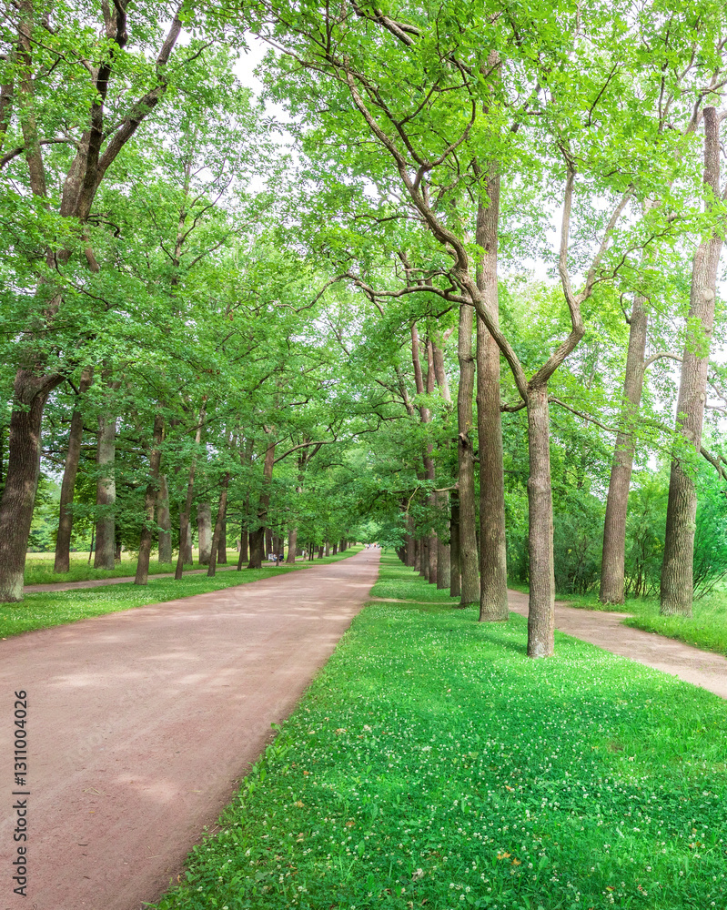 Fototapeta premium Path through a forest with trees on both sides