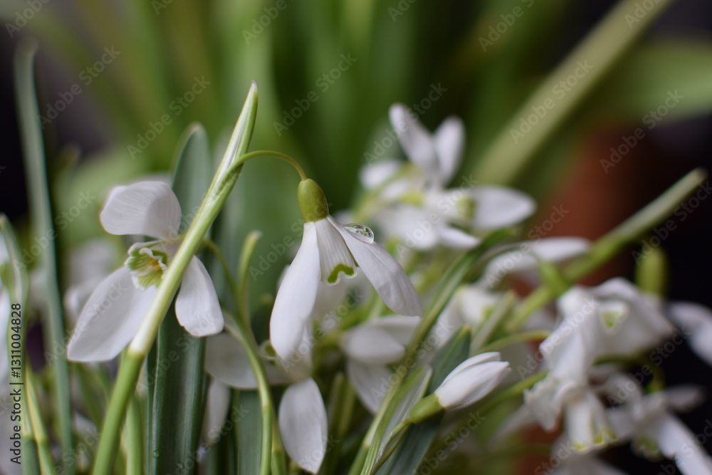 White Snowdrops and Pink Tulips Bouquet, International Women's Day Celebration White Snowdrops and Pink Tulips Bouquet, International Women's Day Celebration