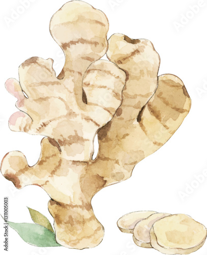 ginger root isolated on white