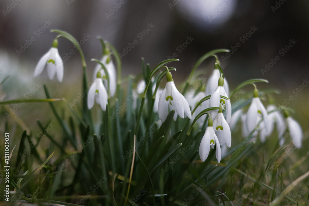 White Snowdrops Growing on the Ground, Spring Awakening White Snowdrops Growing on the Ground, Spring Awakening