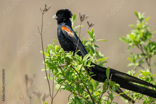 A male long-tailed widowbird in breeding plumage perched on a shrub.