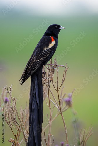 A male long-tailed widowbird in breeding plumage perched on a shrub.