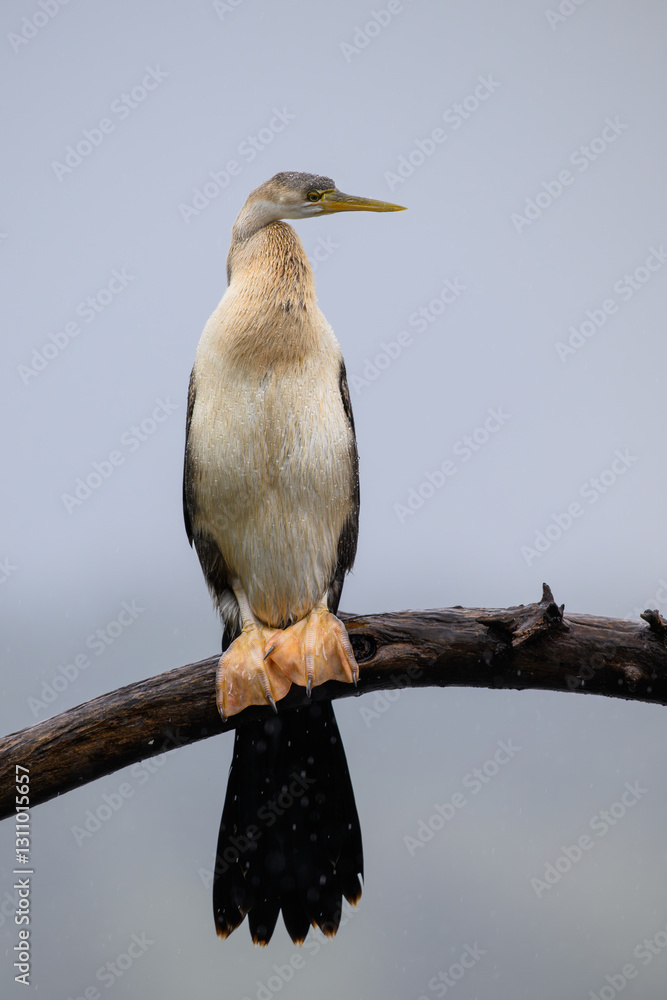 Fototapeta premium A juvenile african darter perched on a branch in the rain