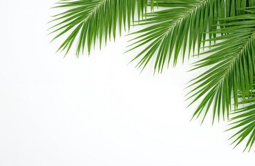 Green palm leaves corner arrangement on white background. Summer vacation backdrop with rich tropical leaf foliage border. Exotic frond branch. Natural eco frame with copy space, graphic design