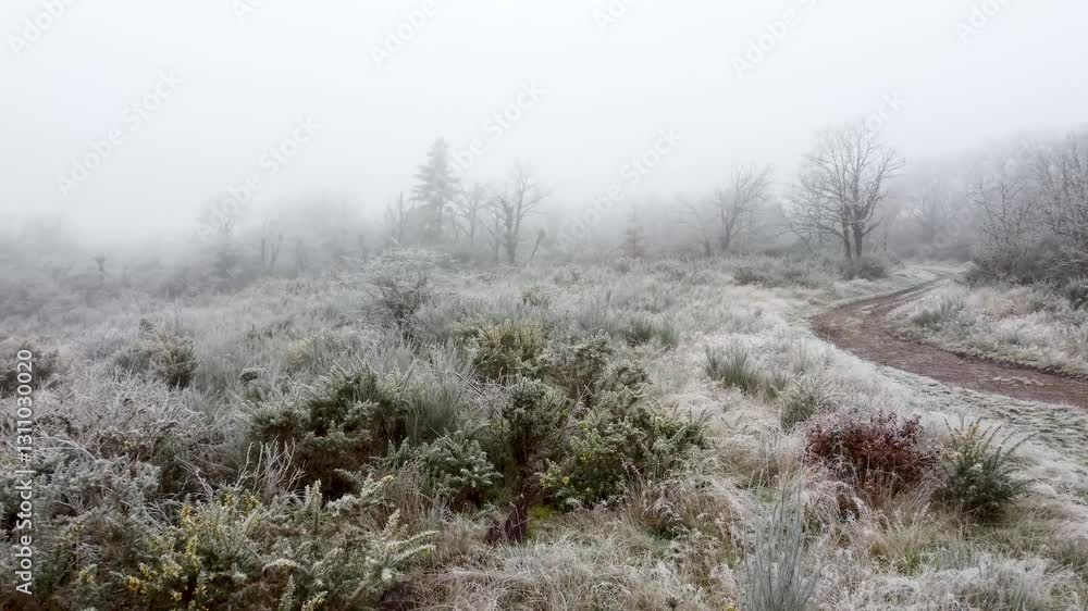 Campagne et landes dans le brouillard et le givre Campagne et landes dans le brouillard et le givre