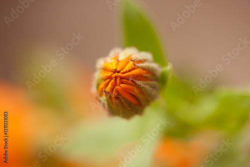 Ringelblume vor dem Aufblühen