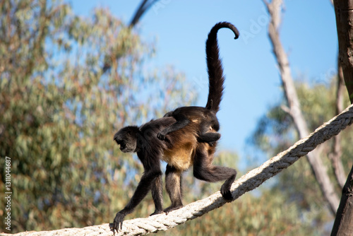 The black-handed spider monkey has black or brown fur with hook-like hands and a prehensile tail. photo