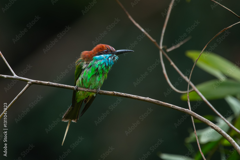 Fototapeta premium Blue-throated bee-eater (Merops viridis) drying up its body, after bathing in a lake, visible water splashes, natural bokeh background