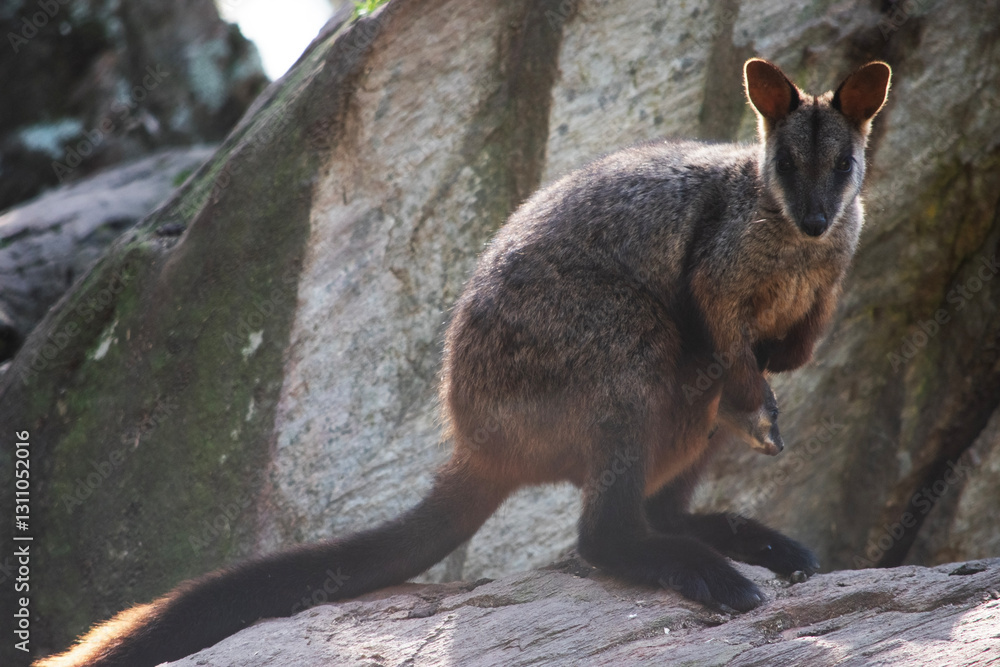 Naklejka premium The southern Brush-tailed Rock-wallaby has a characteristic, long, dark tail that is bushier towards the tip.