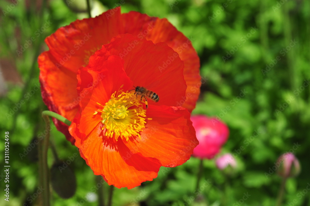 Beautiful Poppy flower bee pollen petals Beautiful Poppy flower bee pollen petals