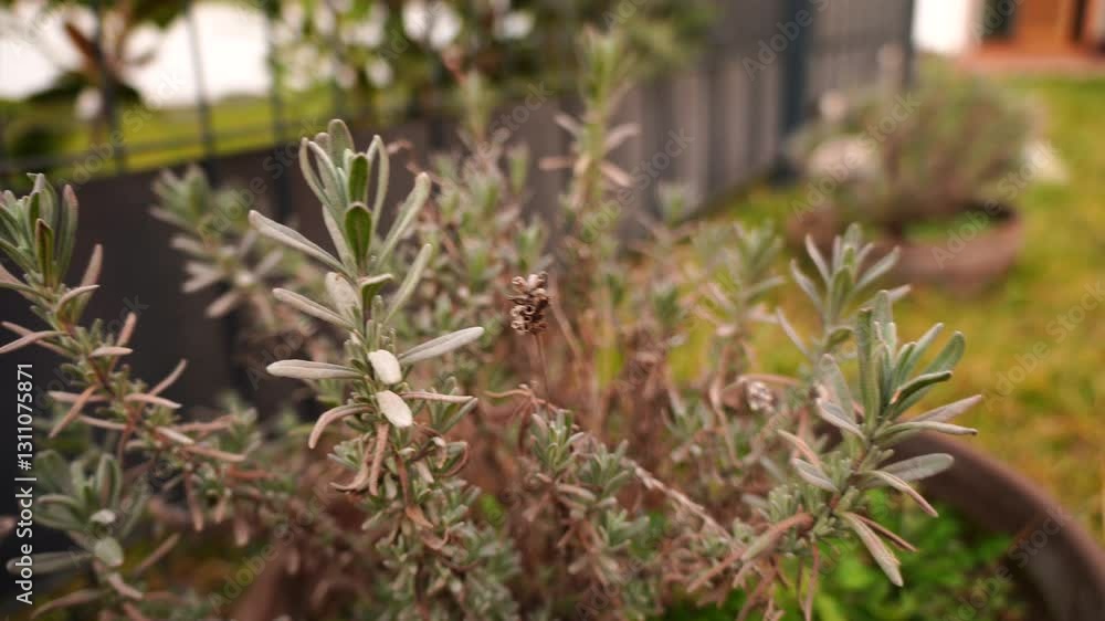 Dry lavender plant Dry lavender plant