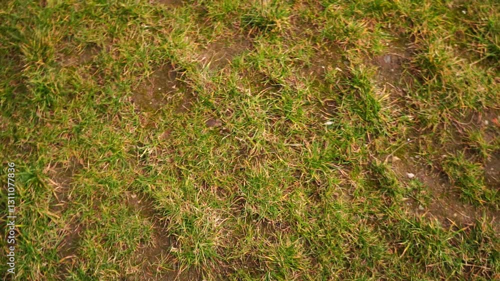 Grass and ground Grass and ground