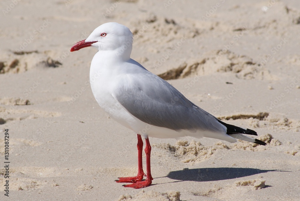 Fototapeta premium Sea gull bird Beach sand seagull