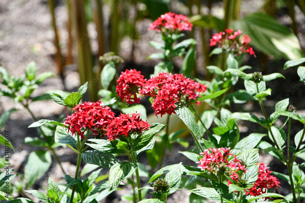 クササンタンカ　Egyptian starcluster