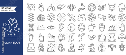Anatomy icons set in line style. Containing eye, nose, mouth, ear, brain, head, hand, stomach, heart, kidneys, liver, lungs and more. Human body part and organs. Vector illustration