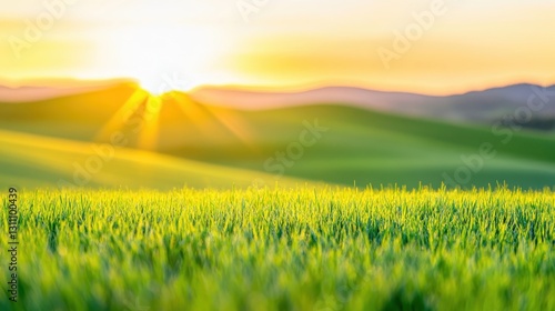 Vibrant Green Grass Illuminated By Gentle Morning Sun