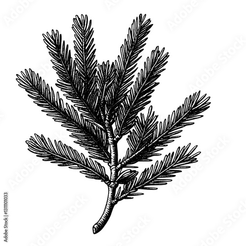 Elegant fern-like branch illustration showcasing intricate details suitable for tattoo art and creative packaging designs